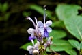 Clerodendrum ugandense spotted in the Secret Gardens