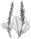 Clethra vintage illustration