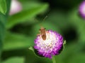 Cletus punctiger rice stinkbug on small flower Royalty Free Stock Photo