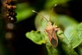 Cletus trigonus Hemiptera on a green leaf Royalty Free Stock Photo