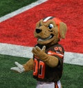 The Cleveland Browns NFL Mascot Chomps Action Image Royalty Free Stock Photo