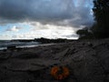 An orange flower on the shores of Lake Erie in Cleveland, Ohio - USA Royalty Free Stock Photo