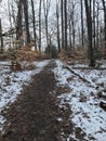 A SNOWY & LEAFY PATH IN THE WOODS ON A WINTER`S DAY