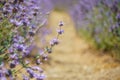 Cleveland Sage, Salvia clevelandii, beautiful, highly aromatic species of sage, native to the California. Field of beautiful pink- Royalty Free Stock Photo