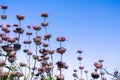 Cleveland sage Salvia clevelandii flowers on a sunny day Royalty Free Stock Photo