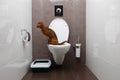 Clever Abyssinian Cat uses toilet bowl Royalty Free Stock Photo