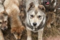 Clever attentive puppy among pack of dogs