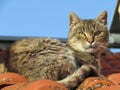 Clever and calm domestic cat on the roof Royalty Free Stock Photo