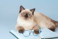 Clever cat with glasses Royalty Free Stock Photo