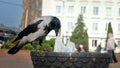 A clever crow retrieves garbage from a trash can in city center Royalty Free Stock Photo