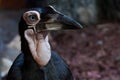 A clever and cunning bird with a large beak is a close-up kaffir horned raven