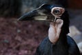 A clever and cunning bird with a large beak is a close-up kaffir horned raven