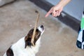 A clever dog is being punished by its owner. By placing a branch on its nose and ordering it to stay still, do not drop it. Look Royalty Free Stock Photo