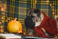 Clever and funny Brown Shar Pei lies and reads a book in a sweater on a blanket.