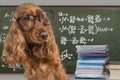 Clever funny dog wearing eyeglasses. Math equations on blackboard in background