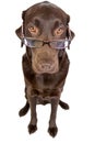 Clever Labrador with Glasses Royalty Free Stock Photo