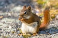 Little red squirrel enjoys a snack on mossy rocks Royalty Free Stock Photo