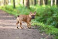 Clever obedient dog of french bulldog breed is waiting for owner while walking at nature