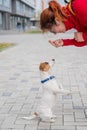 Clever obedient puppy Jack Russell Terrier executes owner`s commands on the street. A faithful thoroughbred dog looks