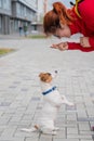 Clever obedient puppy Jack Russell Terrier executes owner`s commands on the street. A faithful thoroughbred dog looks