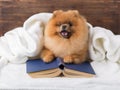 Clever pomeranian dog with a book. A dog sheltered in a blanket with a book.