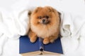 Clever pomeranian dog with a book. A dog sheltered in a blanket with a book.