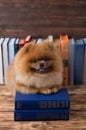 Clever pomeranian dog with a book. A dog sheltered in a blanket with a book. Serious dog with glasses. Dog in a library