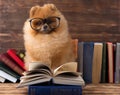 Clever pomeranian dog with a book. A dog sheltered in a blanket with a book. Serious dog with glasses. Dog in a library Royalty Free Stock Photo