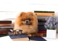 Clever pomeranian dog with a book. A dog sheltered in a blanket with a book. Serious dog with glasses. Dog in a library Royalty Free Stock Photo