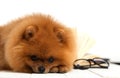 Clever pomeranian dog with a book. A dog sheltered in a blanket with a book. Serious dog with glasses. Dog in a library