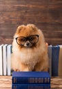 Clever pomeranian dog with a book. A dog sheltered in a blanket with a book. Serious dog with glasses. Dog in a library