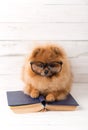 Clever pomeranian dog with a book. A dog sheltered in a blanket with a book. Serious dog with glasses. Dog in a library Royalty Free Stock Photo