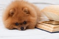 Clever pomeranian dog with a book. A dog sheltered in a blanket with a book. Serious dog with glasses. Dog in a library Royalty Free Stock Photo