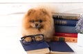 Clever pomeranian dog with a book. A dog sheltered in a blanket with a book. Serious dog with glasses. Dog in a library Royalty Free Stock Photo