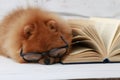 Clever pomeranian dog with a book. A dog sheltered in a blanket with a book. Serious dog with glasses. Dog in a library Royalty Free Stock Photo