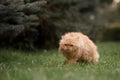 Red persian cat walking in a park Royalty Free Stock Photo