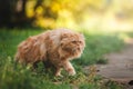 Persian cat walking in a park Royalty Free Stock Photo