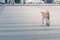 Clever thai dog crossing road with crosswalk Royalty Free Stock Photo