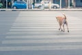 Clever thai dog crossing road with crosswalk Royalty Free Stock Photo