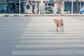 Clever thai dog crossing road with crosswalk Royalty Free Stock Photo