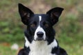 Clever working black and white border collie portrait outdoors with funny ears