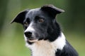 Clever working black and white border collie portrait outdoors with funny ears