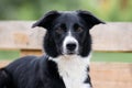 Clever working black and white border collie portrait outdoors with funny ears,