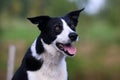 Clever working black and white border collie portrait outdoors with funny ears,