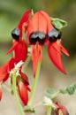 Clianthus flower