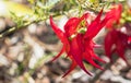 Clianthus Flower, commonly known as kakabeak