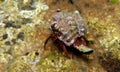 Small Mediterranean Hermit crab - Clibanarius erythropus