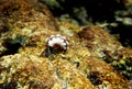 Small Mediterranean Hermit crab - Clibanarius erythropus