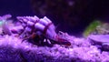 Video of Mediterranean Hermit crab - Clibanarius erythropus
