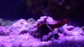 Video of Mediterranean Hermit crab - Clibanarius erythropus